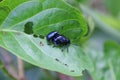 CloseupÃ¢â¬â¹ two bug livingÃ¢â¬â¹ on the green leaves. Insects are breeding together.